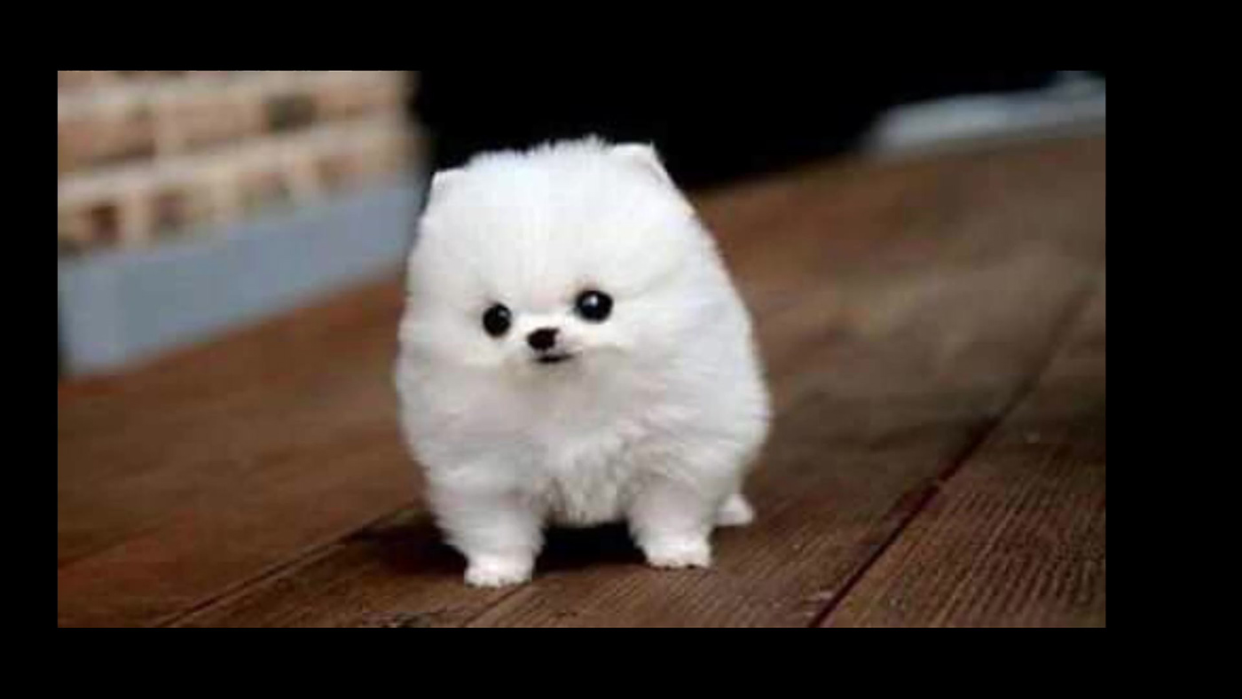 dog puppy cute Fluffy puppies Smol White illegally smol illegally smol dogs