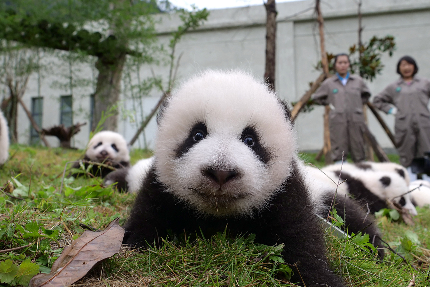 pandas animals pets photos