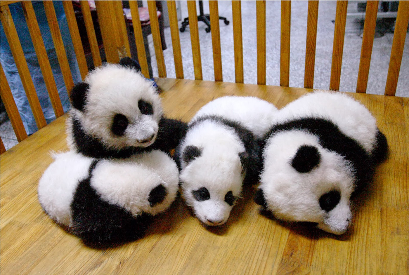 animals pandas