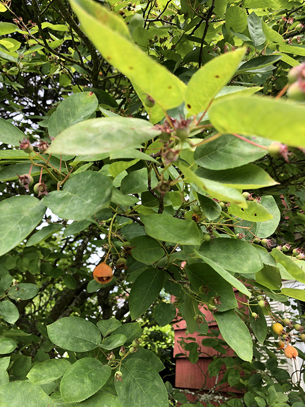 suspicious tree berry
