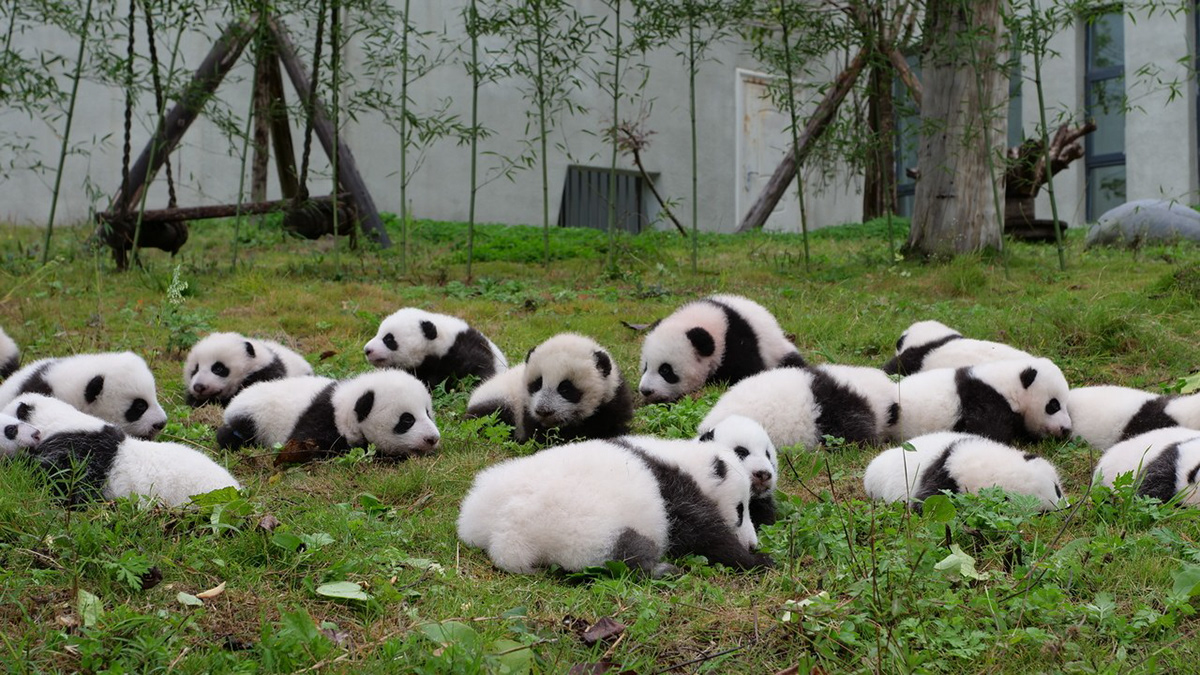 animals pandas