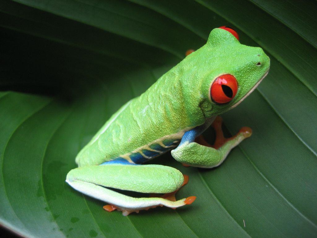 Adobe Portfolio frog