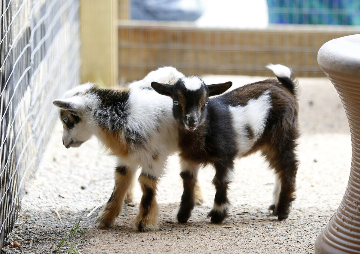 animals goat