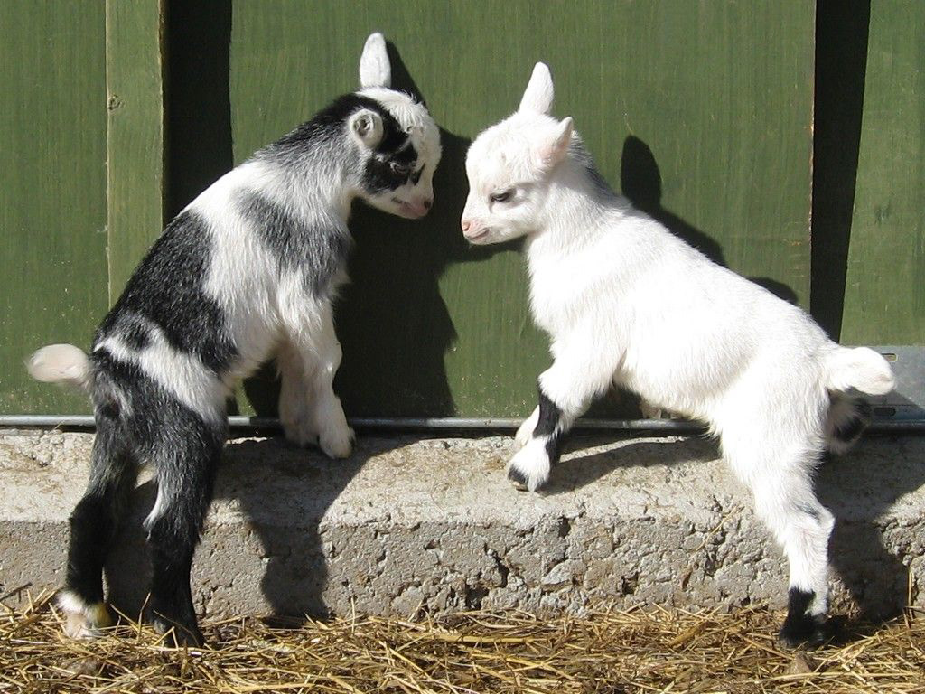 animals goat