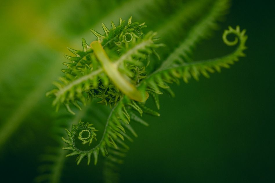 AutoCAD Adobe Story sun