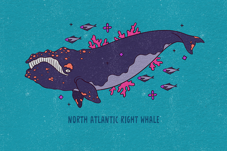 Adobe Story Adobe Edge Animate eggs