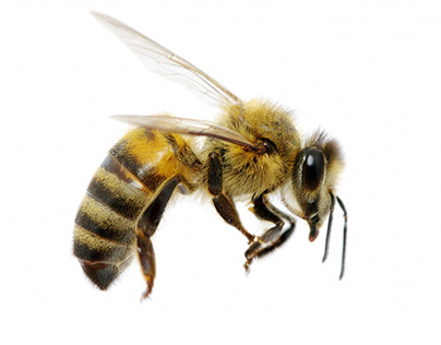 new bee 3