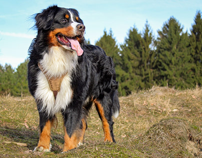 Bernese Mountain Dogs Photo Collection - This is