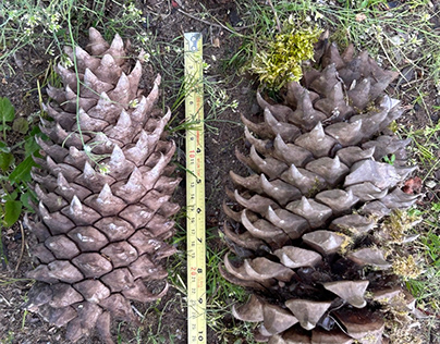 very big pinecones
